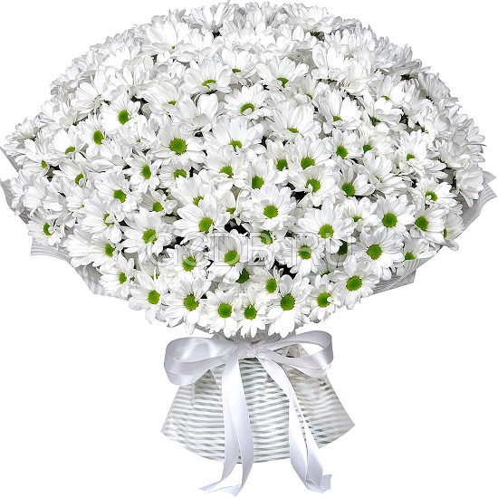 33 кустовых ромашковых белых хризантем  в букете «Простое счастье»